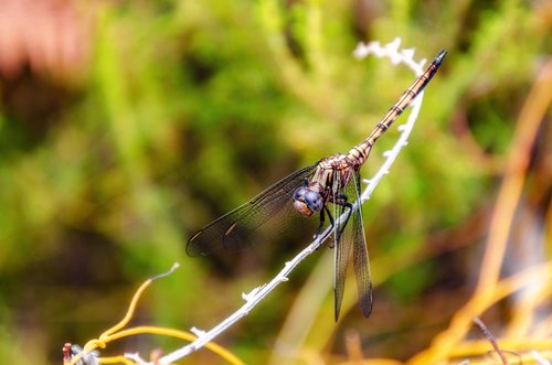 dragonfly  insect  wings