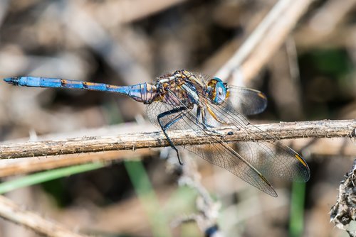 dragonfly  emperor  macro