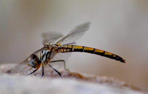 dragonfly  close-up  close