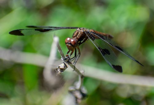 dragonfly  bug  insect