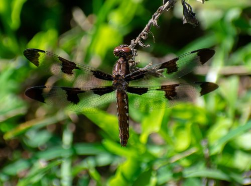 dragonfly  nature  insect
