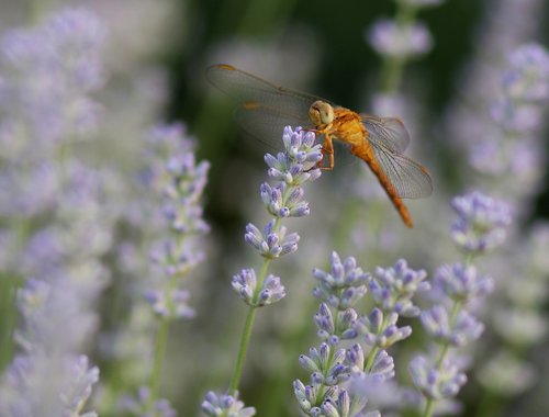 dragonfly  lavender  insecta