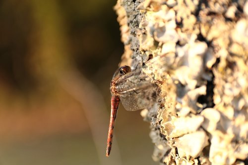 dragonfly  wood  natural