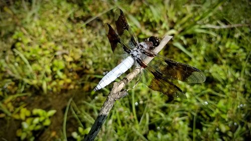 dragonfly  common whitetail skimmer  insect