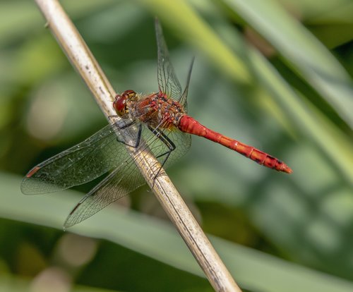 dragonfly  red  wings