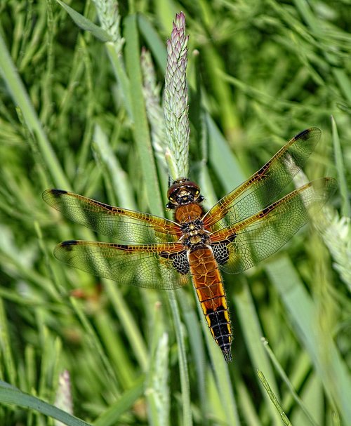 dragonfly  four spotted chaser  wings