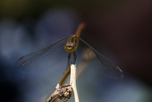 dragonfly  insecta  wings