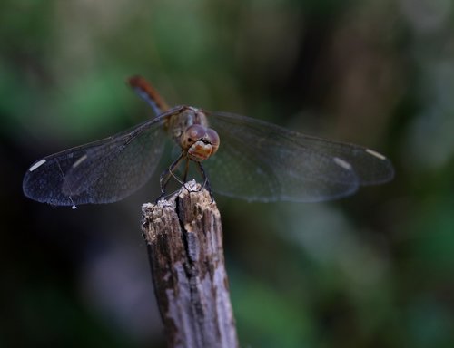dragonfly  insecta  wings