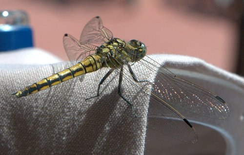 dragonfly  insect  wing