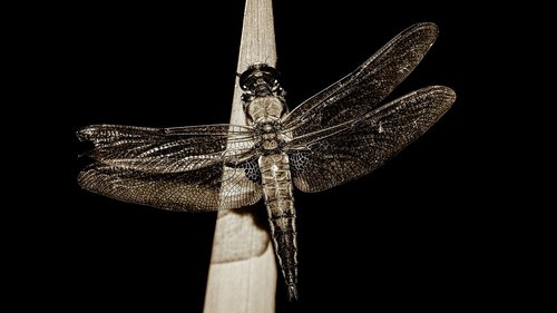 dragonfly  black and white  insect