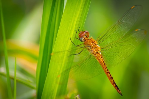 dragonfly  background  green