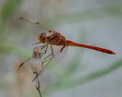 dragonfly insect wild