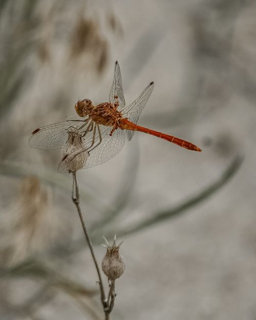 dragonfly animal insect