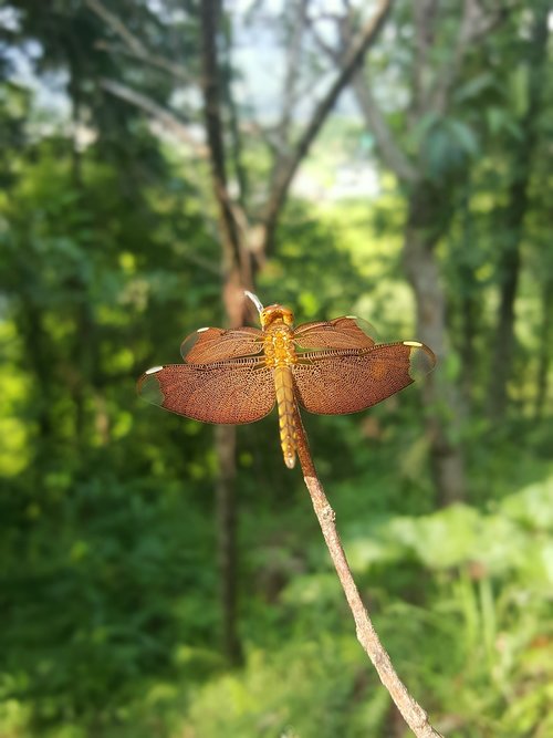 dragonfly  insect  camouflage