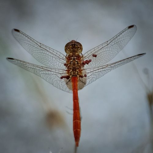 dragonfly insect bug