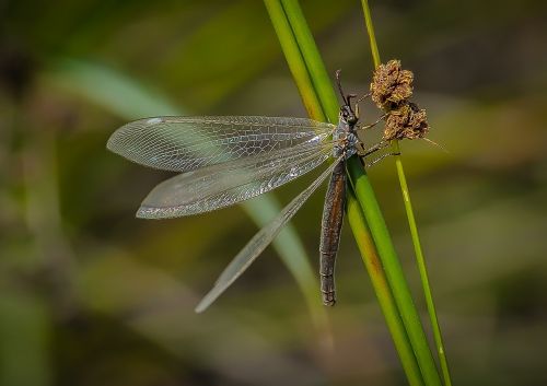 dragonfly insect bug