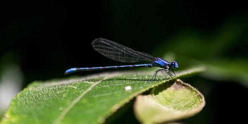 dragonfly  insects  el salvador