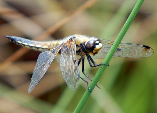 dragonfly  four spotted chaser  nature