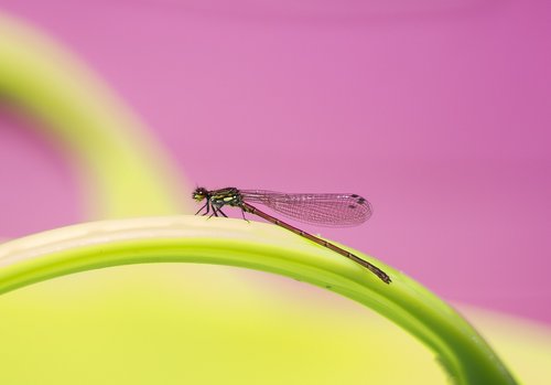dragonfly  damselfly  nature