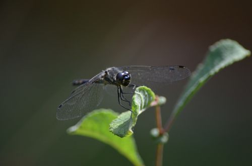 dragonfly insect flight insect