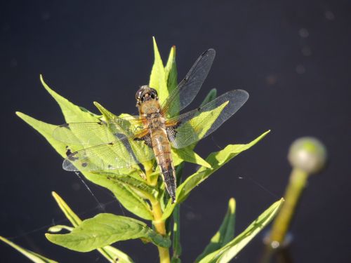 dragonfly macro insect