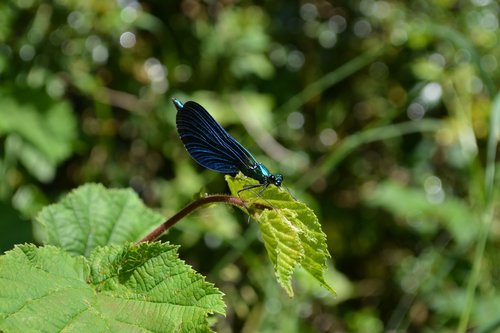 dragonfly  nature  grass