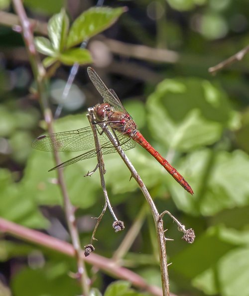 dragonfly  ruddy-darter  red