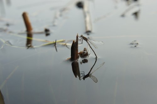 dragonfly  reflection  water