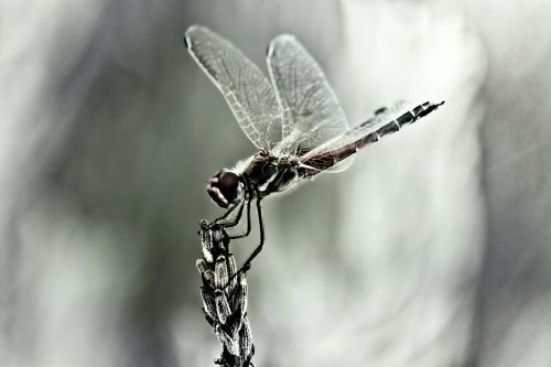 dragonfly insect wing