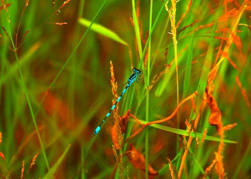dragonfly nature grassland