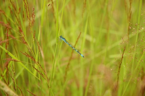 dragonfly nature grassland