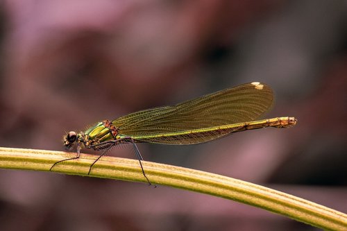 dragonfly  insect  nature