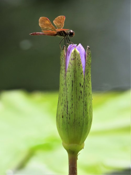 dragonfly  lotus  flower