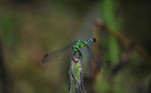 dragonfly nature fly