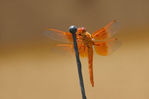 dragonfly flame skimmer libellula saturata