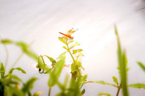 dragonfly  pond  life