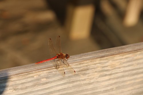 dragonfly  lake  insect