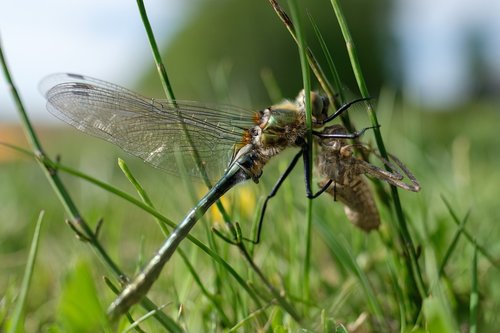 dragonfly  downy emerald  cordulia aenea