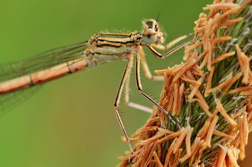 dragonfly  close up  macro