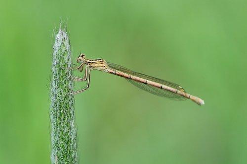 dragonfly  close up  macro