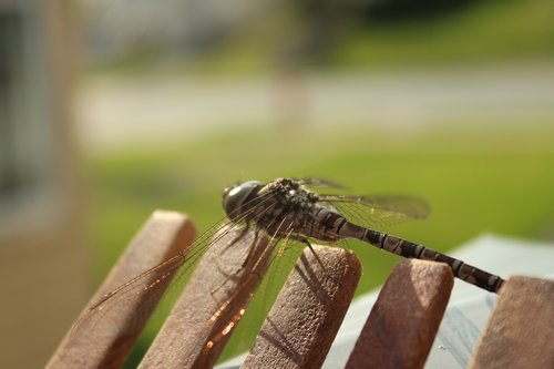 dragonfly  macro  nature