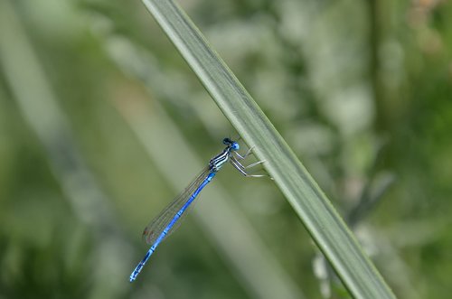 dragonfly  grass  green