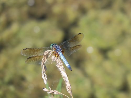 dragonfly insect bug