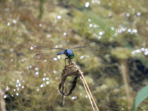 dragonfly insect nature