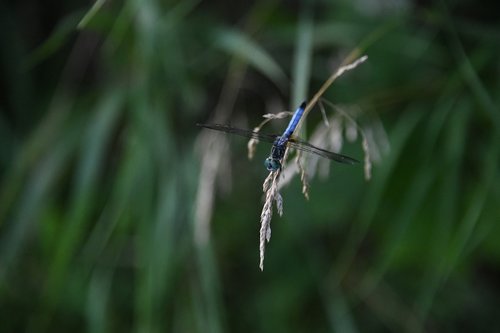 dragonfly  bug  pond
