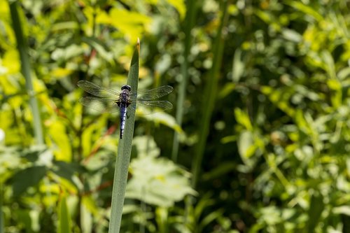 dragonfly  east of the blue arrow  insect