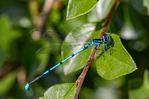 dragonfly  spring dragonfly  blue