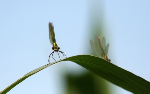 dragonfly  corn  summer
