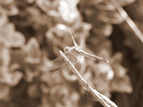 dragonfly macro detail