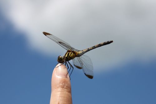 dragonfly iwate blue sky